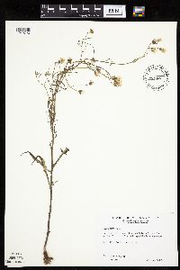 Crepis tectorum image