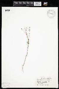 Crepis tectorum image
