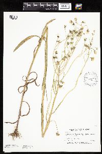 Crepis tectorum image