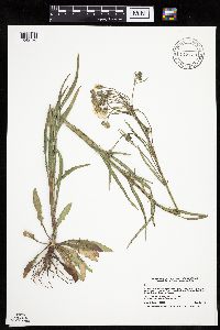 Crepis tectorum image