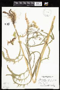 Crepis tectorum image