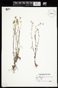 Crepis tectorum image