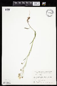 Crepis tectorum image