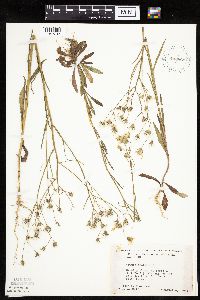 Crepis tectorum image