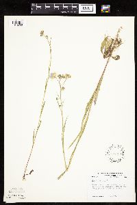 Crepis tectorum image