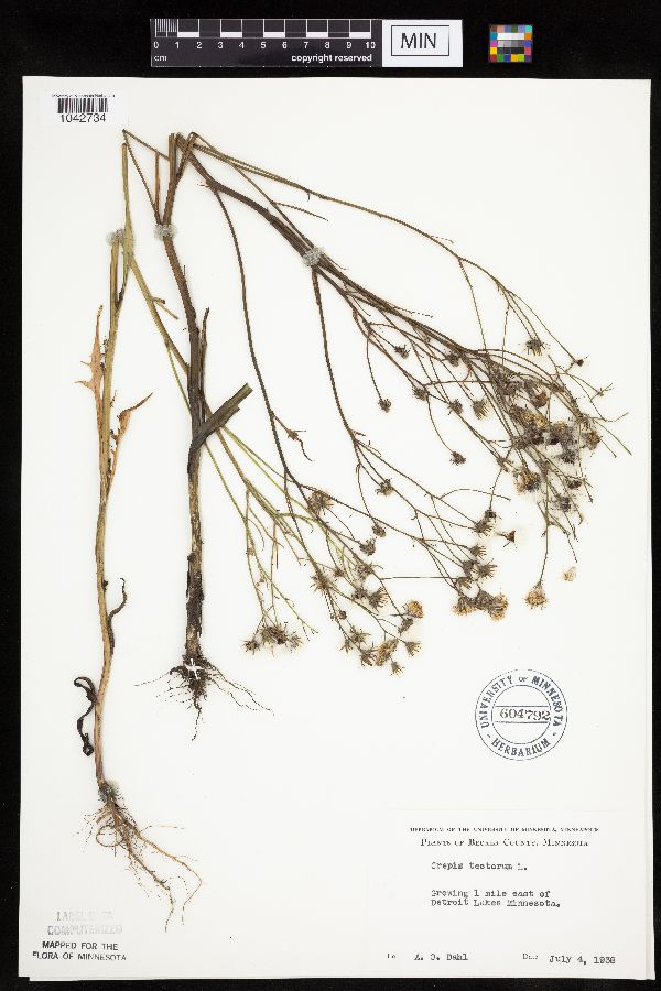 Crepis tectorum image