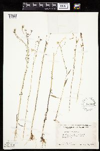 Crepis tectorum image