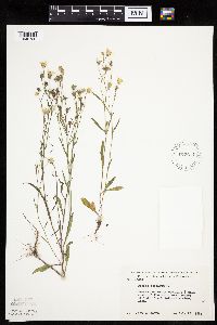 Crepis tectorum image