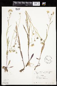 Crepis tectorum image