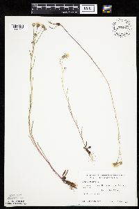 Crepis tectorum image