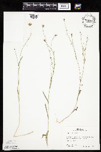 Crepis tectorum image