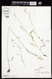Crepis tectorum image