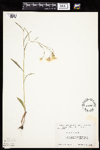 Crepis tectorum image