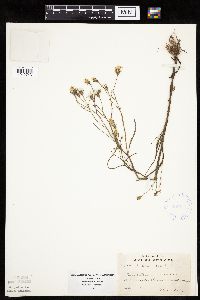 Crepis tectorum image