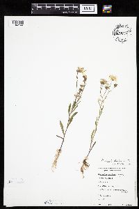 Crepis tectorum image
