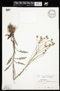 Crepis tectorum image