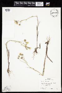 Crepis tectorum image