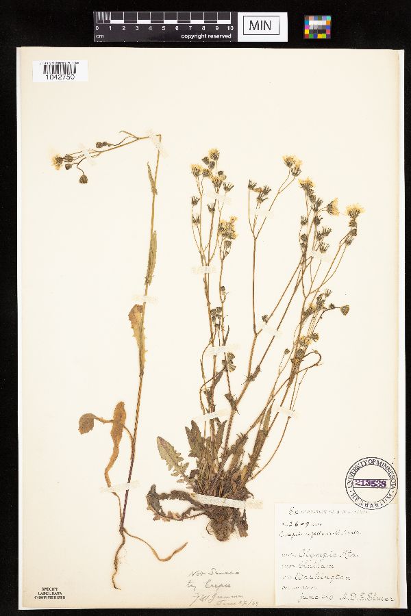 Crepis capillaris image