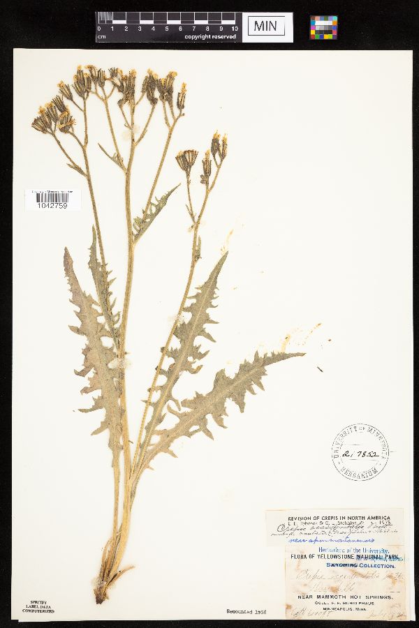 Crepis occidentalis subsp. costata image