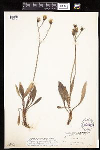 Crepis runcinata subsp. runcinata image