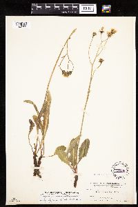 Crepis runcinata subsp. runcinata image