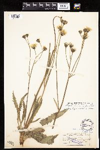 Crepis runcinata subsp. runcinata image