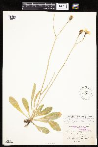 Crepis runcinata subsp. runcinata image