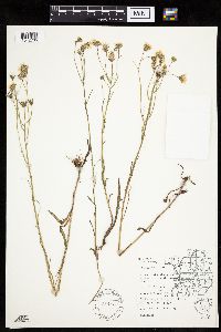 Crepis tectorum image