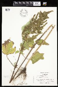 Cyclachaena xanthiifolia image