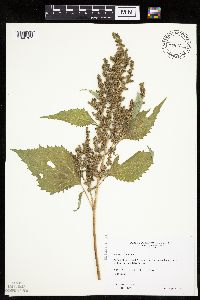 Cyclachaena xanthiifolia image