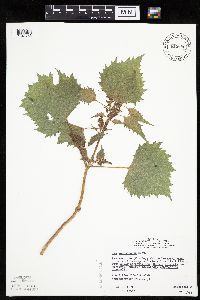 Cyclachaena xanthiifolia image