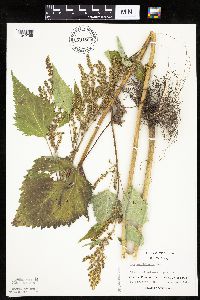 Cyclachaena xanthiifolia image