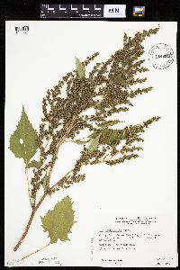 Cyclachaena xanthiifolia image