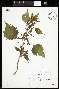 Cyclachaena xanthiifolia image