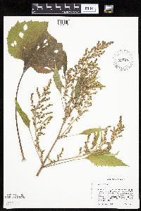 Cyclachaena xanthiifolia image