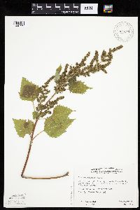 Cyclachaena xanthiifolia image