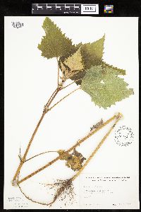 Cyclachaena xanthiifolia image