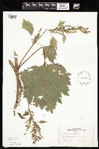 Cyclachaena xanthiifolia image