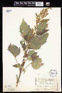 Cyclachaena xanthiifolia image