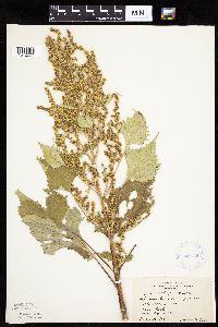 Cyclachaena xanthiifolia image