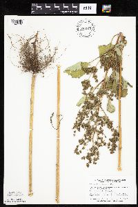 Cyclachaena xanthiifolia image