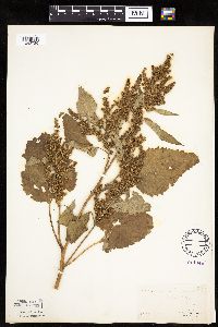 Cyclachaena xanthiifolia image
