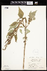 Cyclachaena xanthiifolia image