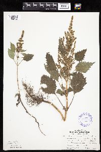 Cyclachaena xanthiifolia image