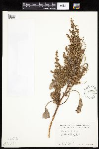 Cyclachaena xanthiifolia image