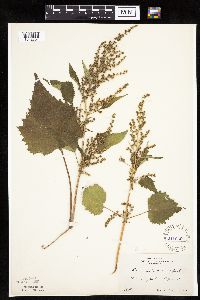 Cyclachaena xanthiifolia image
