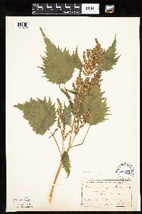 Cyclachaena xanthiifolia image