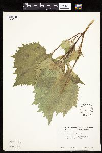 Cyclachaena xanthiifolia image