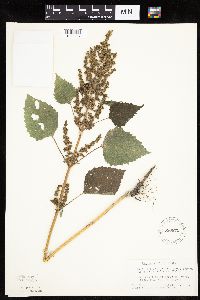 Cyclachaena xanthiifolia image