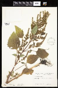 Cyclachaena xanthiifolia image